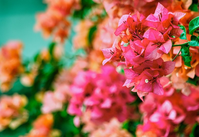 cây-hoa-giấy (1).png